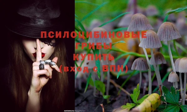 прущие грибы Алексеевка
