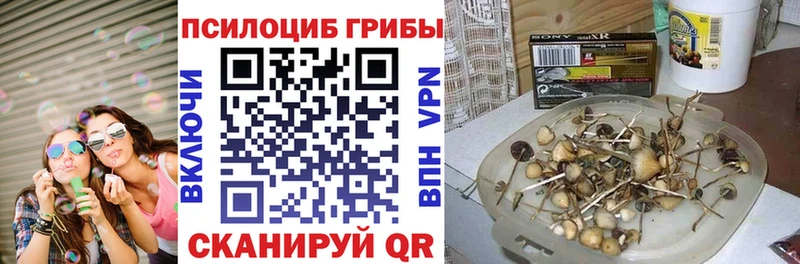 Галлюциногенные грибы Psilocybine cubensis  Солнечногорск 
